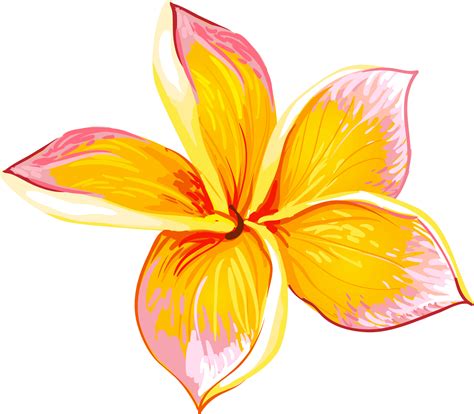 Flower Png Images, Vector Flowers, Hibiscus Flowers, Tropical ...