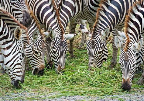 Zebra Behaviour - AnimalBehaviorCorner