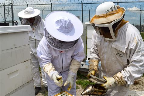 What Caring For Bees Teaches Inmates About Life Beyond Prison - Illinois Newsroom