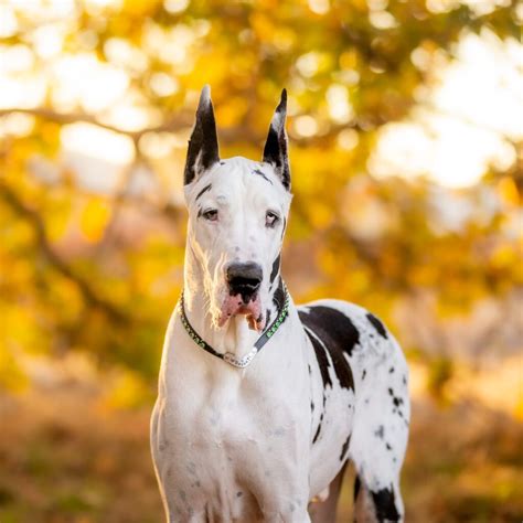 Harlequin Great Danes: World’s Largest Dog Breed - Rocky Kanaka