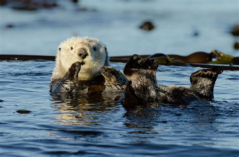 Northern Sea Otter Floating, Vancouver Island, Canada Photograph by ...