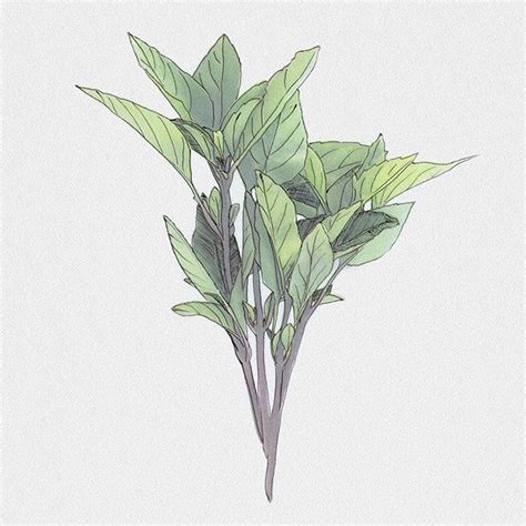 Thai Basil Plant, Basil Herb, Croquis Drawing, Herbs Illustration ...