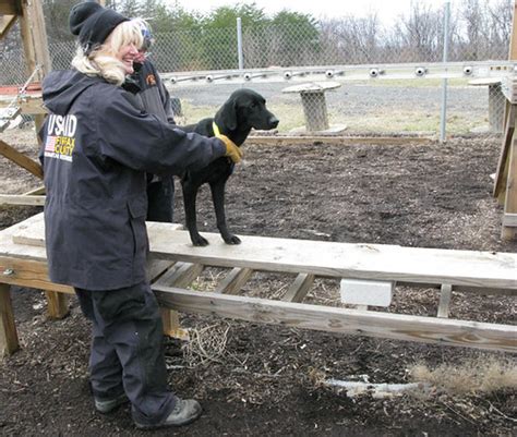 BLACK LAB PUPPY TRAINING - BLACK LAB