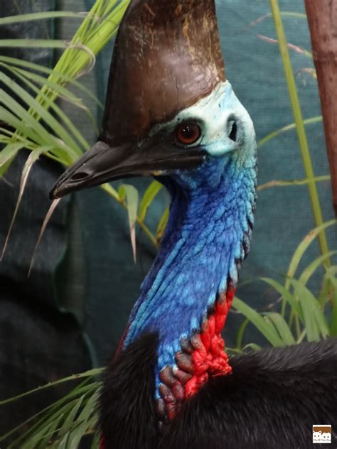 Stu @ the Zoo: In Focus - Cassowary