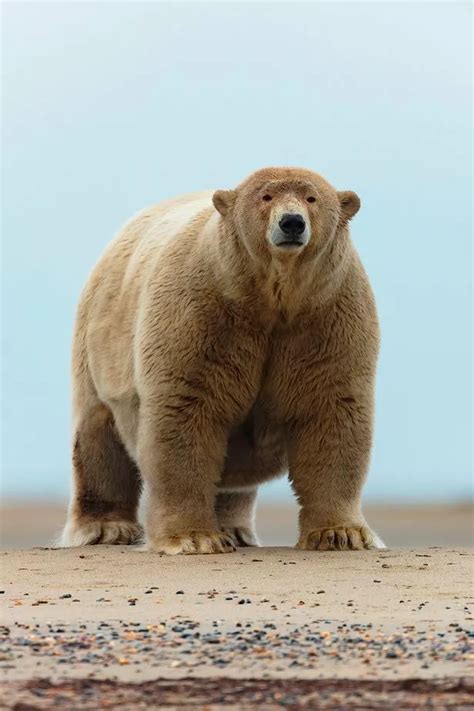 Fat polar bear that is 30st overweight gets unflattering nickname from ...