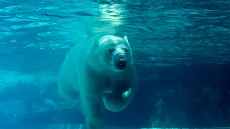 How Strong is a Polar Bear - An In-Depth Look at the Strengths and Abilities of the Arctic Giant ...