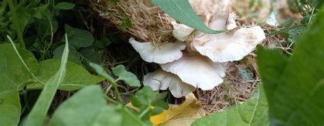 Fungi in the Garden