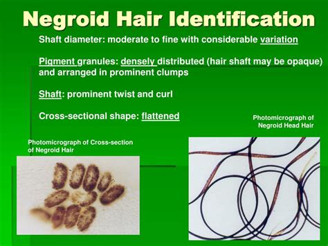 PPT - Hairs, Fibers, and Paint PowerPoint Presentation, free download - ID:3070692