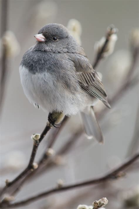 Dark-eyed Junco | Audubon Field Guide