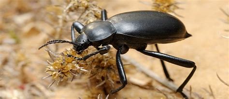 Harvesting Water as Inspired by a Darkling Beetle - The Permaculture ...