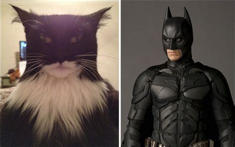 11 Cats Who Look Exactly Like Celebrities - Gallery | eBaum's World