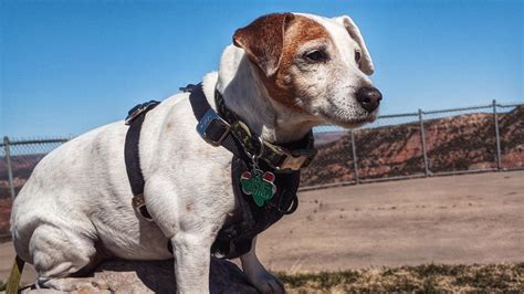 17 year old girl ready for an adventure : r/DOG