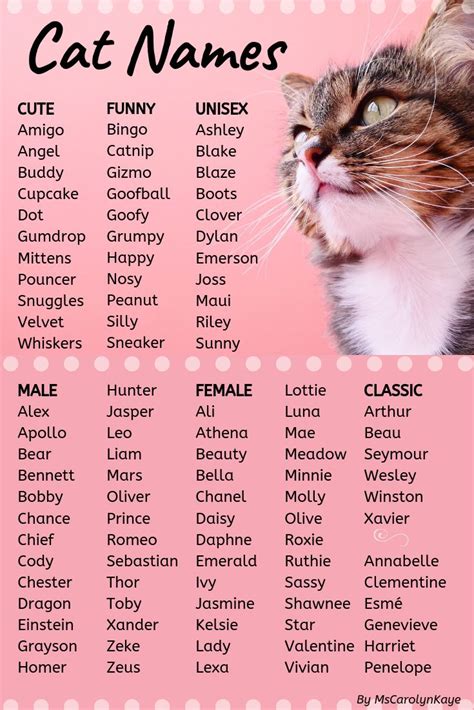 Cat Names: A List of Name Ideas for Male and Female Cats