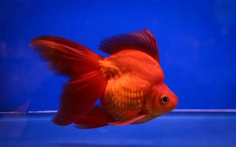 Ryukin Goldfish Care: Complete Guide for Beginners - AquariumNexus