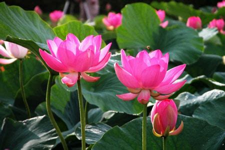 Lotus (Hoa Sen) - Viet Nam-Country and People - Viet nam National ...