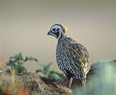 Montezuma-Quail ~ Birds World