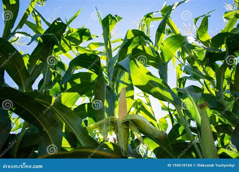 Green Stalks and Heads of Silage Corn in the Field Stock Photo - Image ...