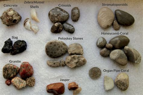 Beachgoer’s Guide to Lake Michigan Fossils and Rocks | Lake michigan stones, Rock hunting, Rock ...