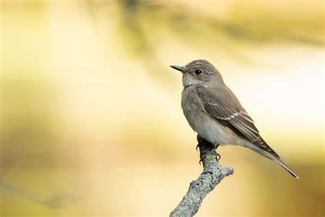 Spotted Flycatcher Facts | Muscicapa Striata