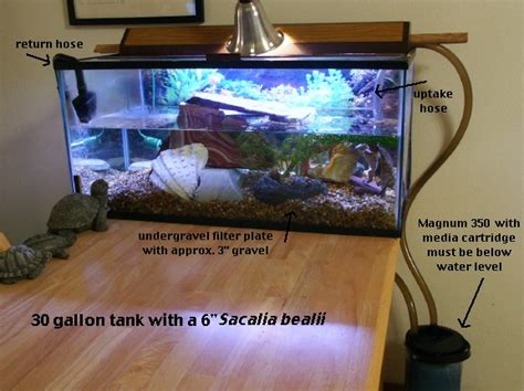 One effective setup for aquatic turtles in small tanks