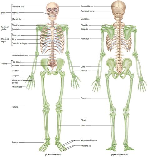 Human Skeleton - Skeletal System Function, Human Bones