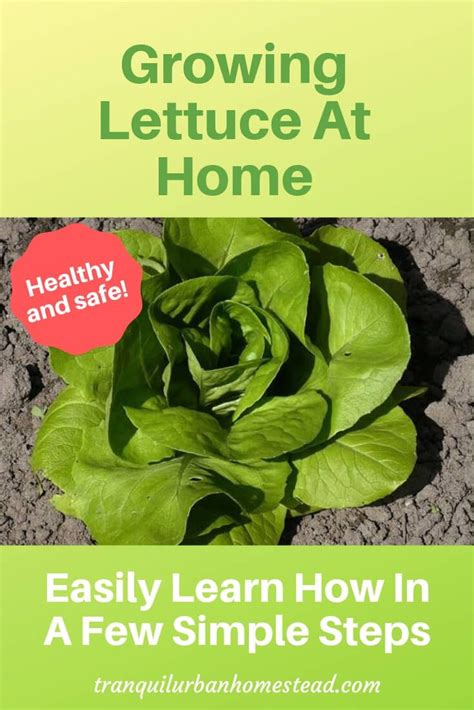 Growing Lettuce At Home: Easily Learn How In A Few Simple Steps | Growing lettuce, Easy ...