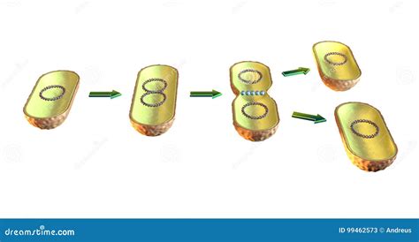 Bacterial cell division stock illustration. Illustration of biology - 99462573