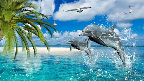 Dolphin 4K Wallpapers - Top Free Dolphin 4K Backgrounds - WallpaperAccess