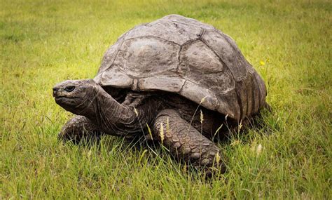 Jonathan the Tortoise Celebrates 188th Birthday, Is Said to Be the Oldest Land Animal on Earth