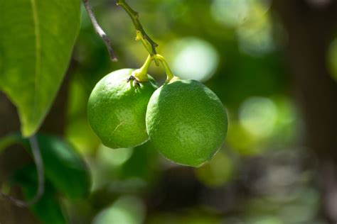 KNOW YOUR LIMES: Key Lime vs. Lime: Is There Really a Difference? – Alkaline Vegan Living ...