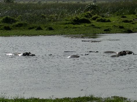 ISimangaliso Wetland Park - Wikitravel