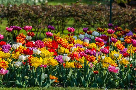 Spring Flowering Bulbs - Thames Valley Landscapes