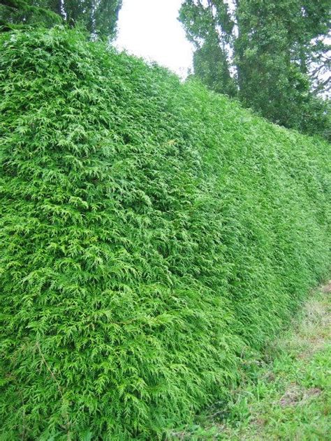 Thuja Plicata Image Gallery | Evergreen Hedging