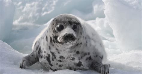 could 2020 finally bring an end to the commercial seal hunt in Canada?