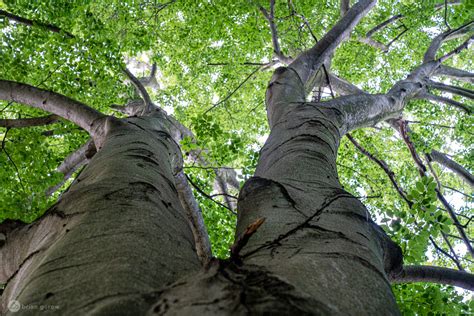 Stop and Smell The Beech: A Mountain Biker's Guide to Nature - Singletracks Mountain Bike News