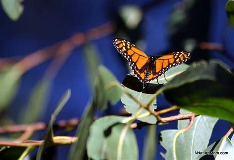 Monarch Butterfly Nature Preserve, Natural Bridges State Beach, Santa ...