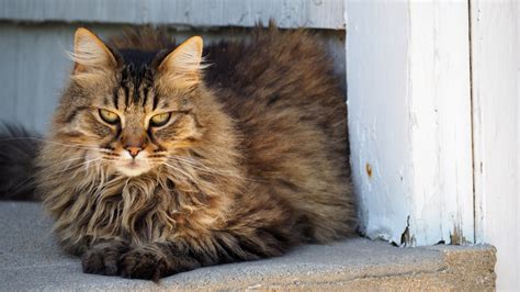 Free Images : cute, portrait, fluffy, fauna, domestic animal, whiskers, vertebrate, detail, cat ...