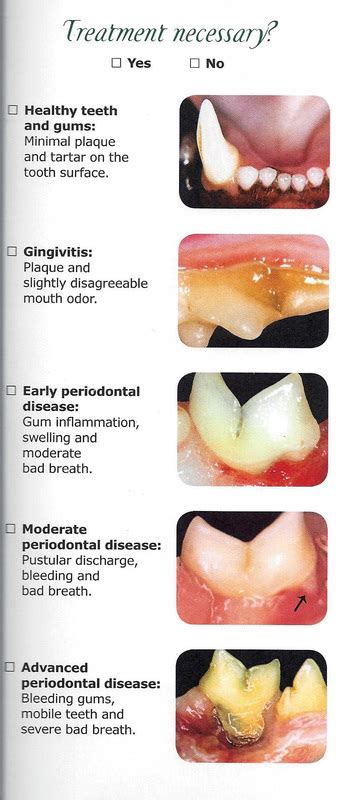 how to help cat with bad teeth