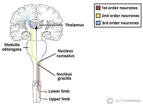 The Ascending Tracts - DCML - Anterolateral - TeachMeAnatomy