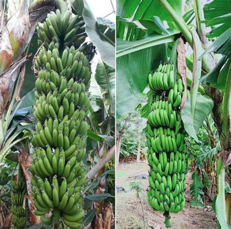 Organic Banana Farming, Cultivation Practices | Agri Farming