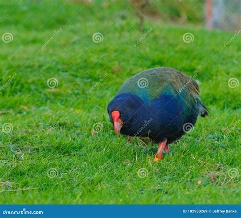 Takahe stock image. Image of indigenous, native, takahe - 102980269