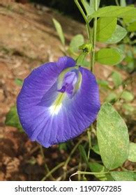 Flower Name Aparajita Assamese Language Stock Photo 1190767285 | Shutterstock