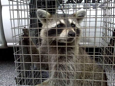 5 Best Raccoon Traps in 2024 [Detailed Reviews]