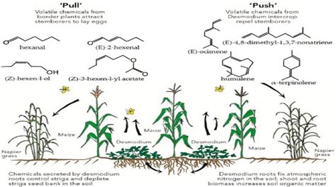 Examples of intercropping in (a) mixed perennial forage crop; (b) mixed... | Download Scientific ...