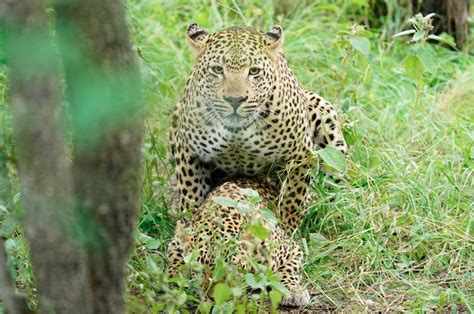 Unusual sighting of male leopard mating with two females