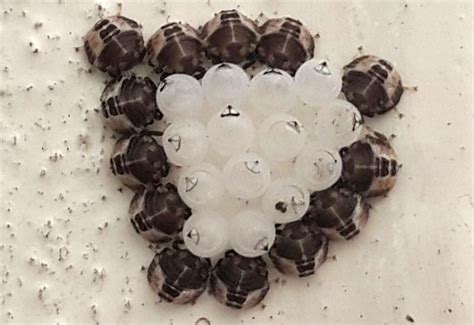 Stink Bug Hatchlings from South Africa - What's That Bug?