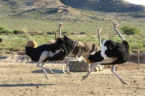 Highgate Ostrich Farm Tour - Oudtshoorn - Cape Town - South Africa