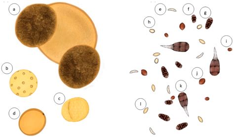 Fungal Spores