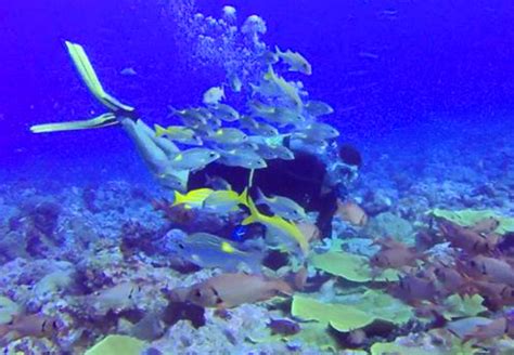 Diving in Palau Perhaps the Top Site in the World for Serious, Varied Diving | Rick Crandall