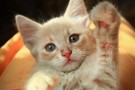 kitty high five - Kittens Photo (41526729) - Fanpop